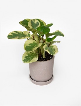 Peperomia Variegada