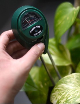 🏅 Cómo usar un medidor de humedad para saber cuándo regar su Ficus Lyrata  