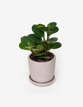 Peperomia Verde