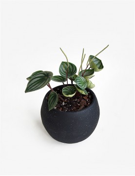 Peperomia Watermelon en Maceta Negra