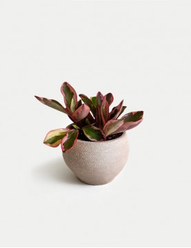 Peperomia Rosada en Maceta...