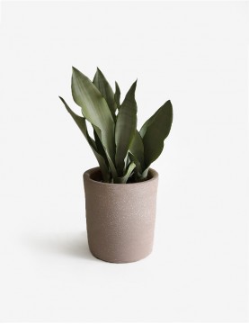 Sansevieria Moonshine