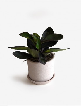 Peperomia Negra