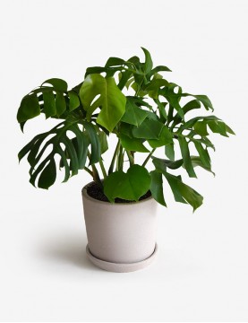 Monstera Deliciosa XL