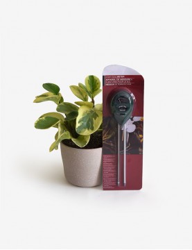 Peperomia Variegada +...