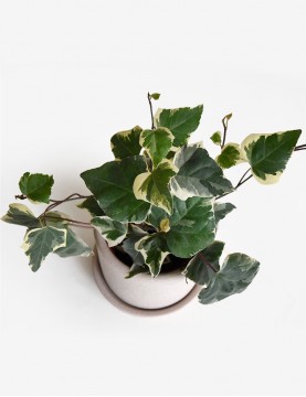 Planta de interior Colgante Hiedra Variegada