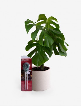 Combo Monstera + Medidor de Humedad