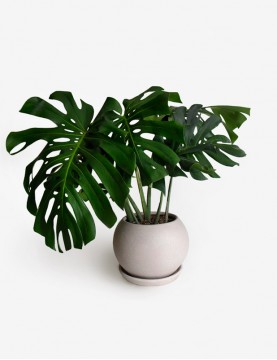 Monstera Deliciosa XXL