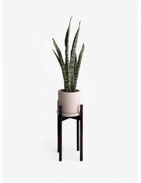 Planta Natural Sansevieria Verde con Parante de Madera Nogal