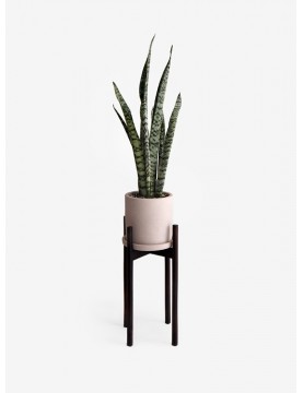 Sansevieria Verde con...