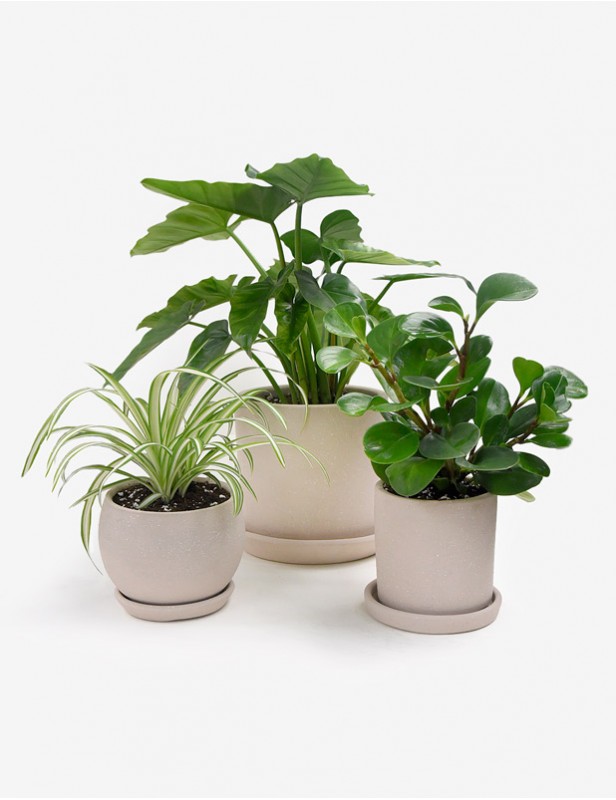 Set de Plantas para Principiantes