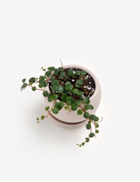 Peperomia Pepperspot