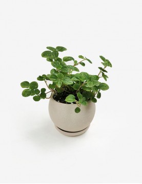 Llamaplata Pilea...