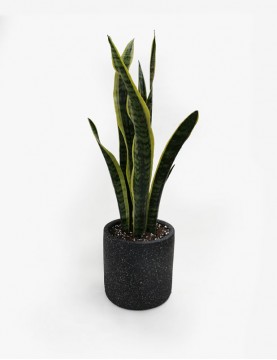 Sansevieria Lengua de Suegra