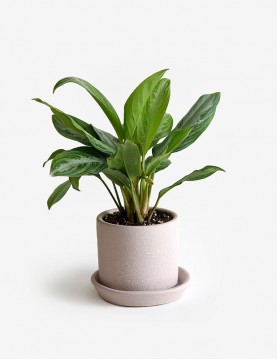 Aglaonema