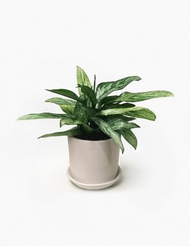 Aglaonema Silver Queen