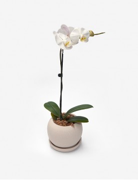 Orquídea Phalaenopsis Blanca