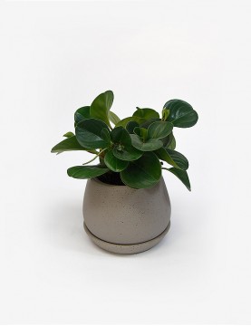 Peperomia Verde en Ollita