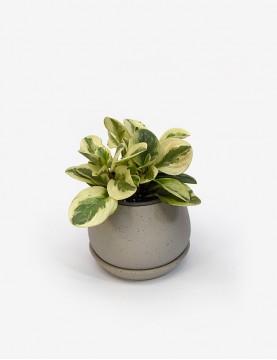 Peperomia Variegada