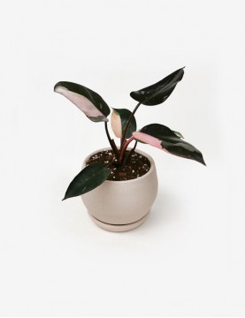 Philodendron Pink Princess