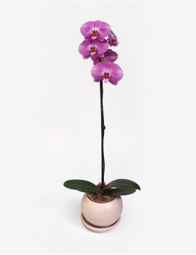 Orquídea Phalaenopsis Morada
