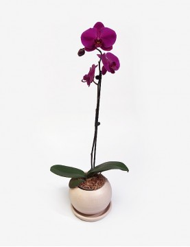 Orquídea Phalaenopsis Fucsia