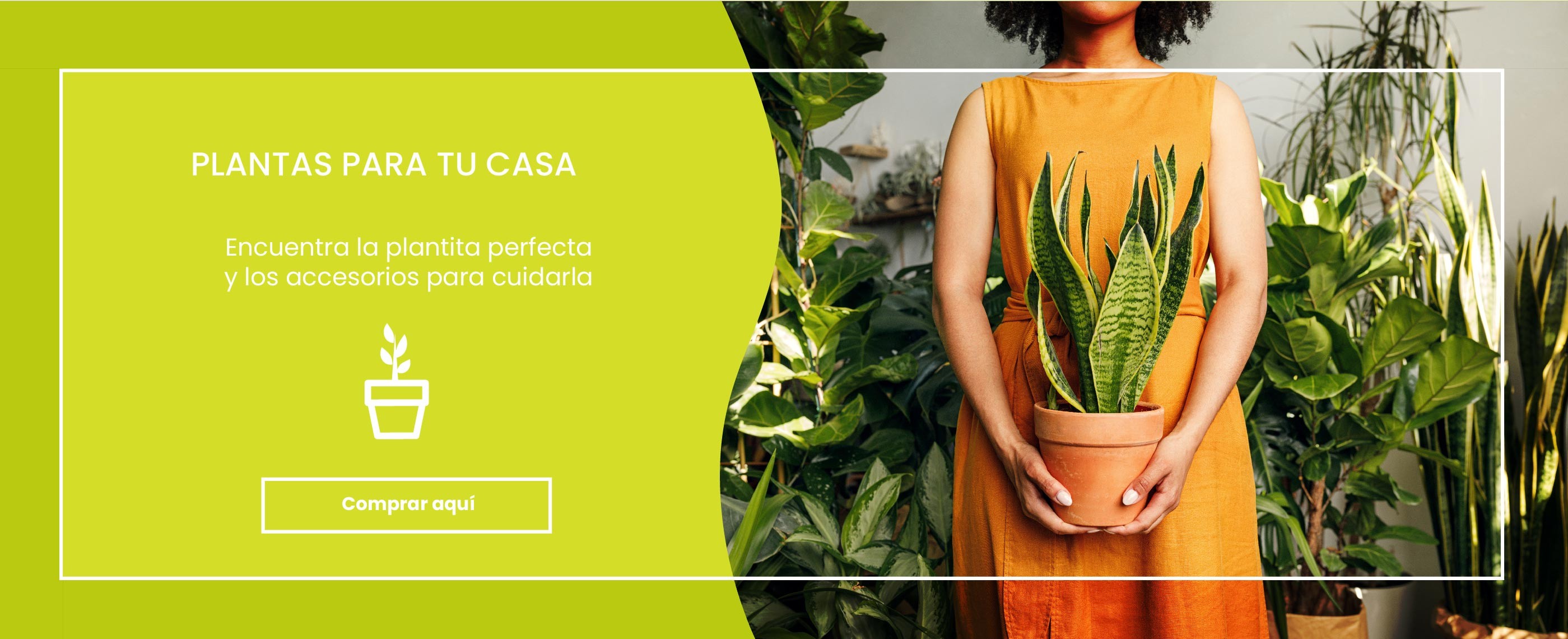 Compra Plantas de Interior